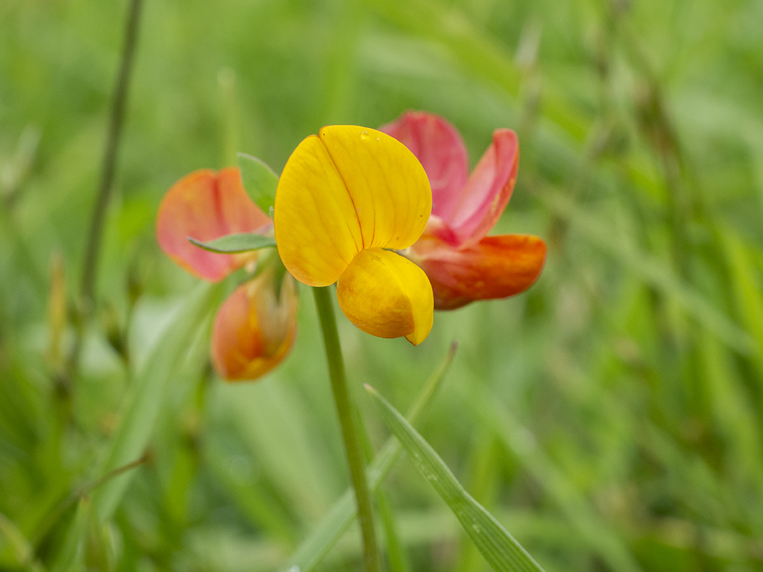 IMAGES\Gewone rolklaver (lotus corniculatus)\P1280206_sm.jpg